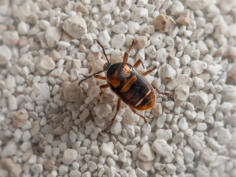 Bed Bug Treatment